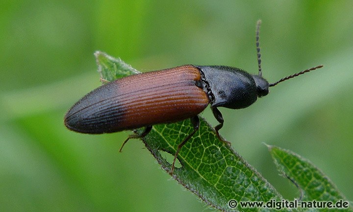 Gegürtelter Schnellkäfer Ampedus balteatus