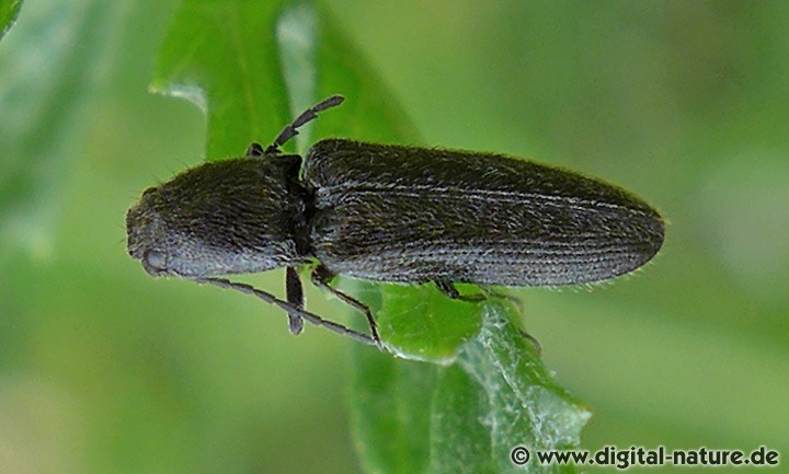 Schnellkäfer Cidnopus aeruginosus