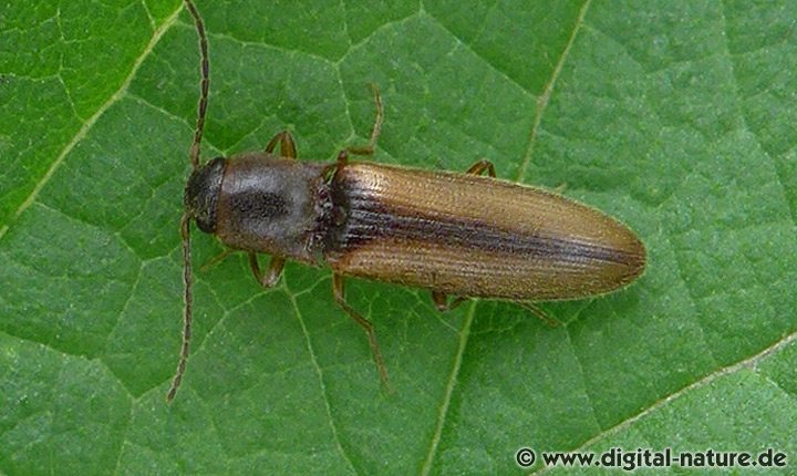 Gestreifter Forstschnellkäfer Dalopius marginatus