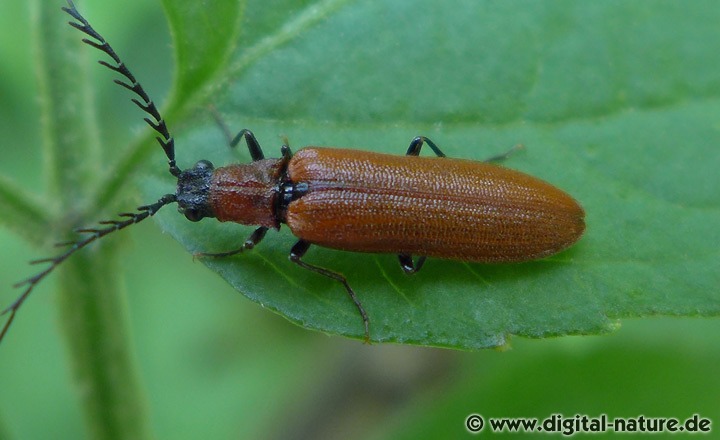 Rotflügeliger Hakenhals-Schnellkäfer (Denticollis rubens)