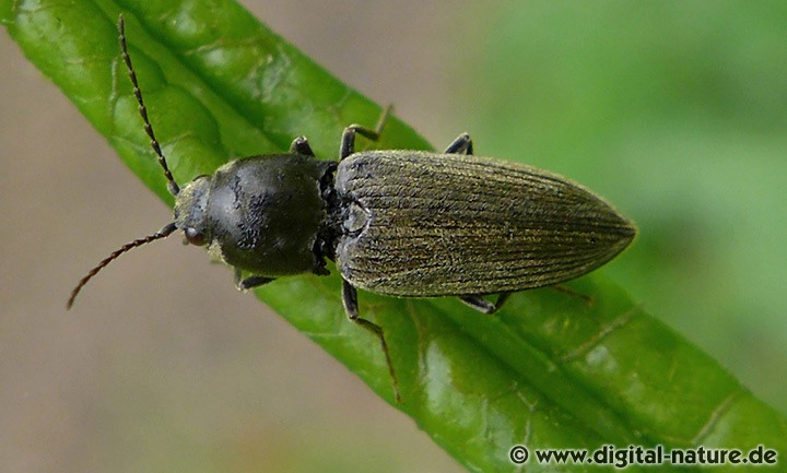 Schnellkäfer Dicronychus cinereus