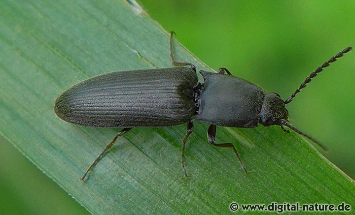 Grauer Schnellkäfer Haplotarsus incanus