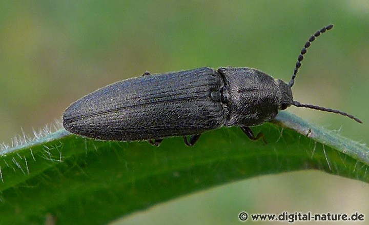 Behaarter Erzschnellkäfer Cidnopus pilosus