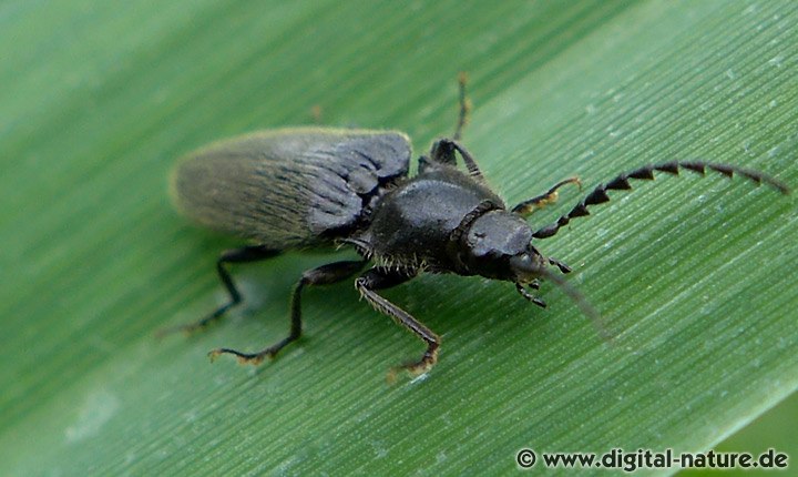 Hemicrepidius niger oder hirtus