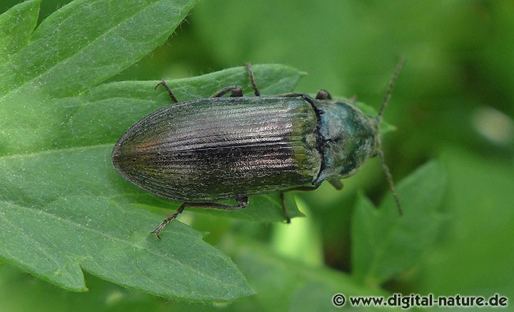 Schnellkäfer Selatosomus latus