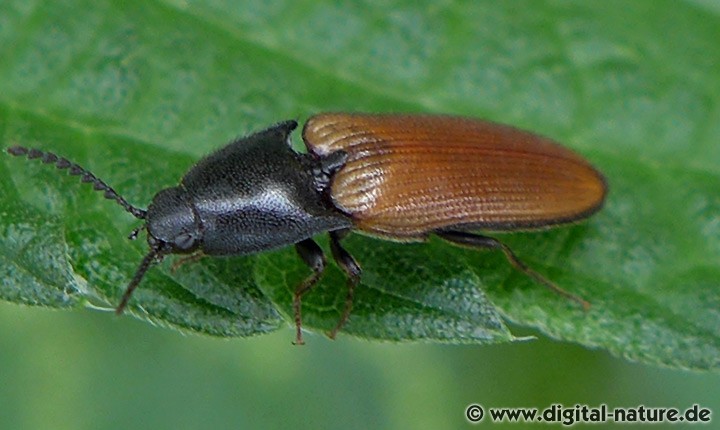 Ampedus Schnellkäfer