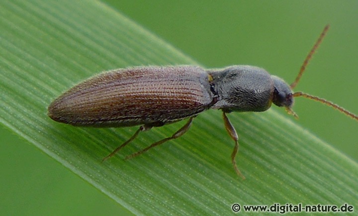 Schnellkäfer aus dem Rehburger Wald