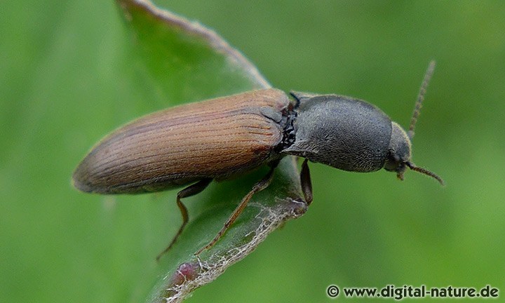 Rauchiger Schnellkäfer Lebensräume