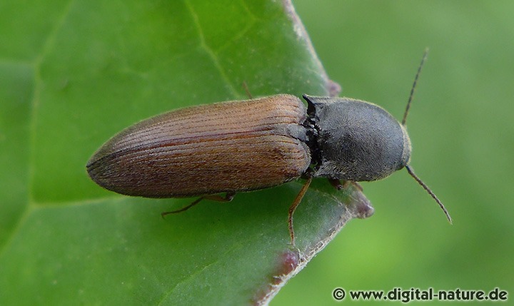 Agriotes ustulatus im Nutzpflanzenanbau