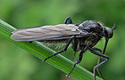 Schwarze Tanzfliege