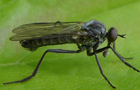 Rhamphomyia crassirostris