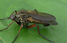 Empis opaca