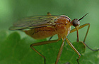 Empidoidea