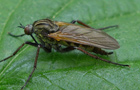 Empis tesselata