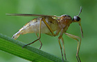 Empis trigramma