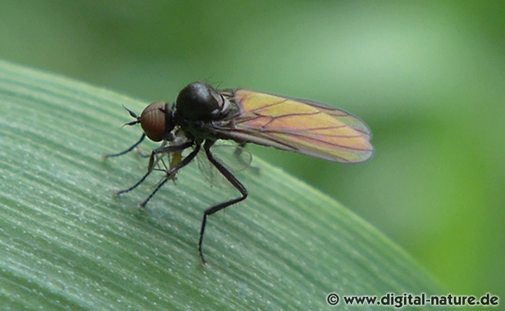 Buckeltanzfliege Bicellaria