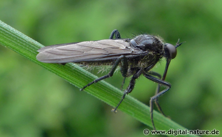 Empis ciliata findet man im Hecken-Biotop oder auf der Wiese