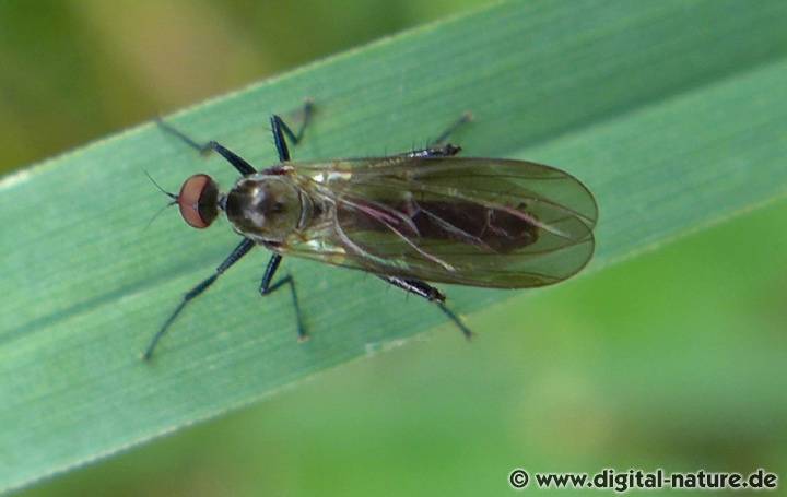 Tanzfliege Hybos culiciformis