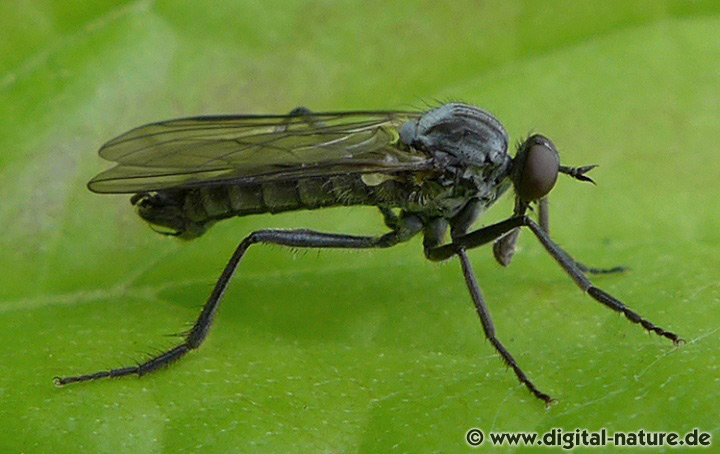 Rhamphomyia crassirostris findet man im Uferbereich von Gewässern