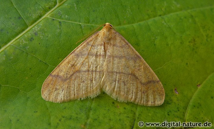 Orangegelber Breitflügelspanner Agriopis aurantiaria