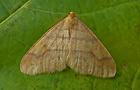 Agriopis aurantiaria