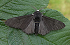 Ennominae