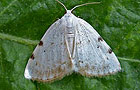 Lomographa bimaculata