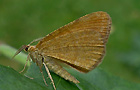 Macaria brunneata