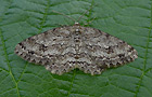 Ectropis crepuscularia