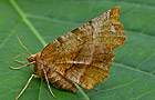 Selenia dentaria