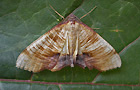 Plagodis dolabraria