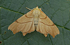 Ennomos erosaria