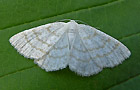 Cabera exanthemata