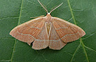 Hylaea fasciaria