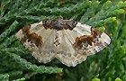 Pfaffenhütchen Harlekin