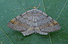 Macaria liturata
