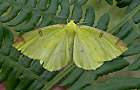 Opisthograptis luteolata