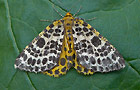 Arichanna melanaria