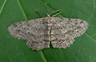 Hypomecis punctinalis