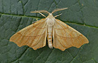 Ennomos quercinaria