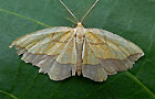 Epione repandaria