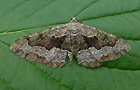 Alcis repandata