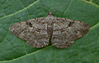 Peribatodes rhomboidaria