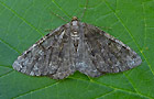 Deileptenia ribeata