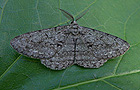 Hypomecis roboraria