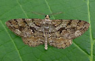 Peribatodes secundaria