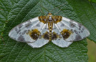 Abraxas sylvata