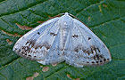 Lomographa temerata