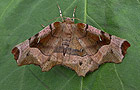 Selenia tetralunaria