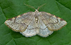 Stegania trimaculata
